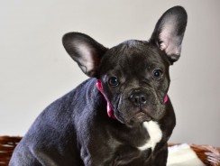 The 4 Best Toys for French Bulldogs